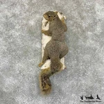 #30973 Fox Squirrel Life-size Taxidermy Mount For Sale. Fixed Price $558.00.